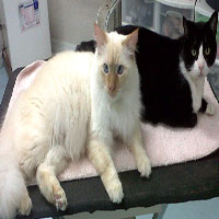 cat grooming